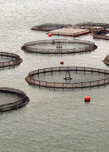 industria salmonera