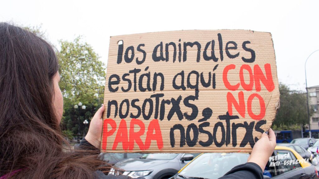Animales Constitución
