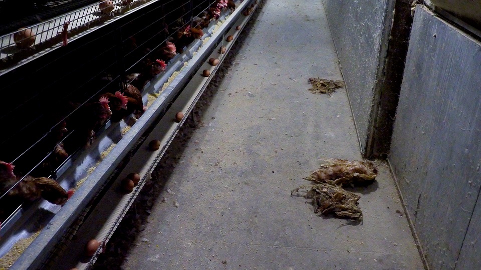 Investigación revela preocupante realidad de gallinas enjauladas para la producción de huevo en Chile. Comida