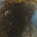 “Chile, el país que más saca algas de praderas naturales en el mundo”: Preocupación por deforestación de bosques marinos.